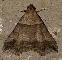 Phalaenophana pyramusalis