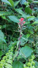 Castilleja arvensis arvensis