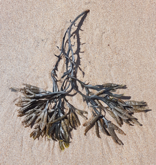 Fucus vesiculosus