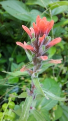 Castilleja arvensis arvensis