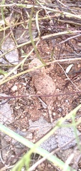 Agama aculeata