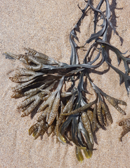 Fucus vesiculosus