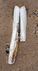 Ensis
