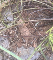 Agama aculeata