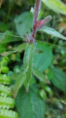 Castilleja arvensis arvensis