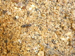 Dorymyrmex insanus