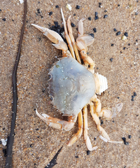 Liocarcinus holsatus