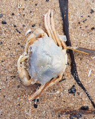 Liocarcinus holsatus