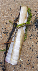 Ensis
