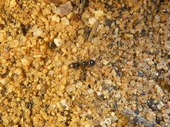 Dorymyrmex insanus