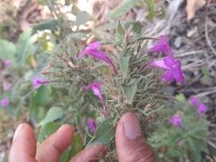 Ruellia inundata