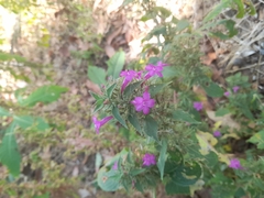 Ruellia inundata