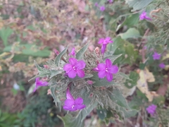 Ruellia inundata