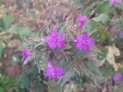 Ruellia inundata