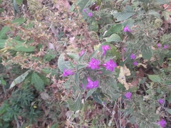 Ruellia inundata