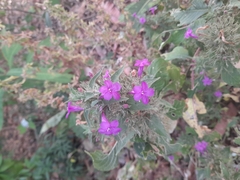 Ruellia inundata