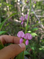 Desmodium uncinatum