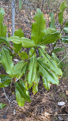 Magnolia grandiflora