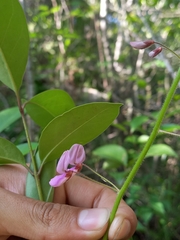 Desmodium uncinatum