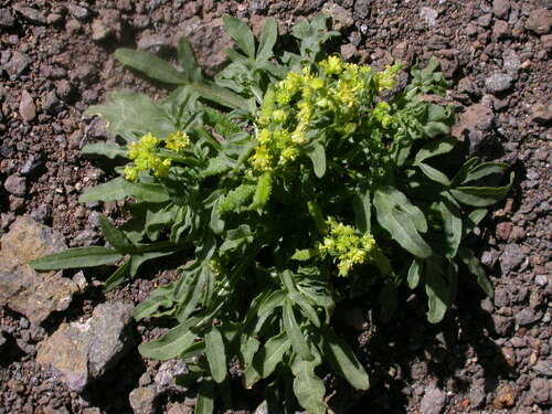 Reseda lancerotae image