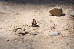 Adelpha syma