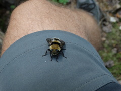 Cephenemyia