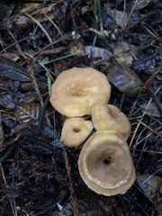 Hydnum oregonense