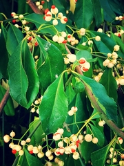Euonymus