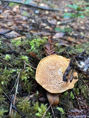 Hydnum oregonense