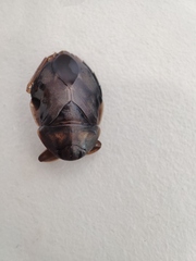 Ambrysus