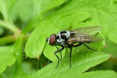 Anthomyia procellaris