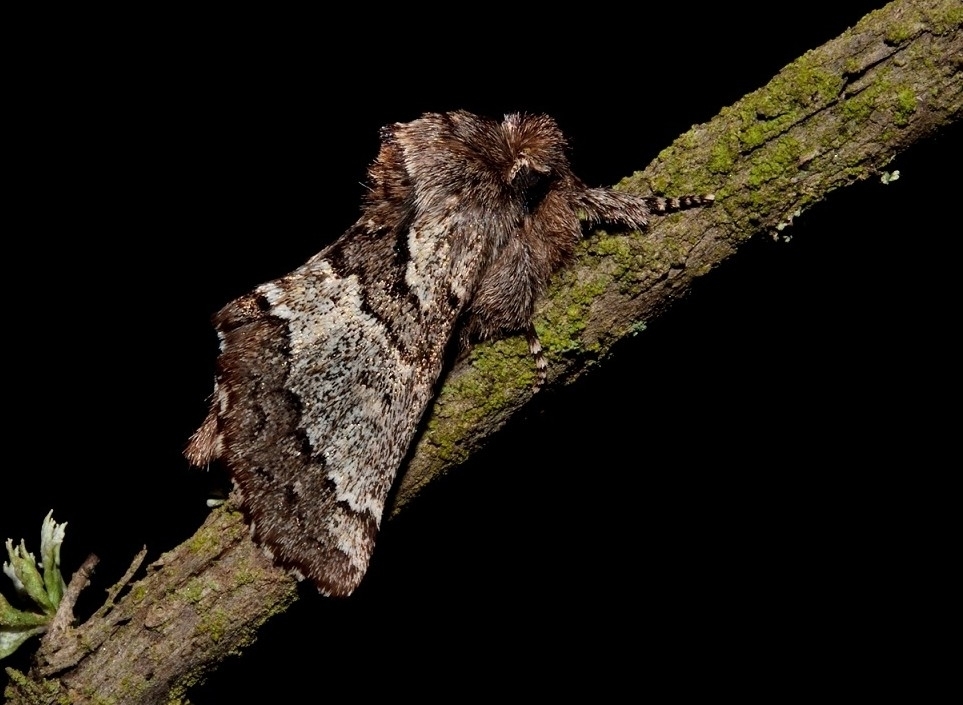 Rhegmatophila ricchelloi