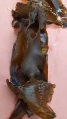 Laminariaceae