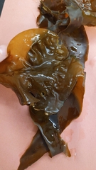 Laminariaceae