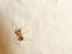 Myrmecocystus testaceus