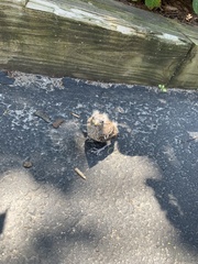 Haemorhous mexicanus