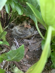 Haemorhous mexicanus