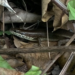 Trachylepis