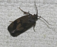 Pycnocera hypoxantha