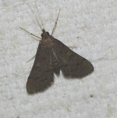 Piletocera macroperalis