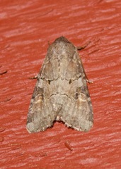 Trichordestra legitima