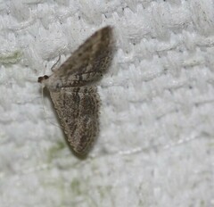 Araeopteron canescens