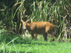 Blastocerus dichotomus