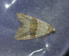 Maliattha amorpha
