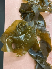 Laminariaceae