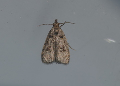 Copromorpha kijimuna