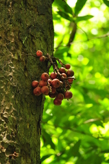 Ficus racemosa