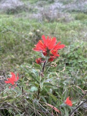 Castilleja affinis