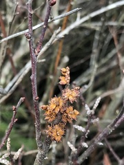 Myrica