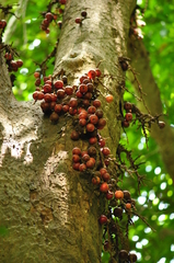 Ficus racemosa